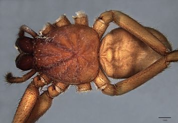 Vorschaubild Hemicloea cineracea L. Koch, 1876